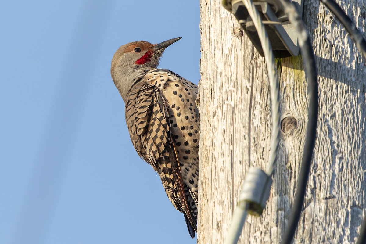 Northern Flicker - ML641985891