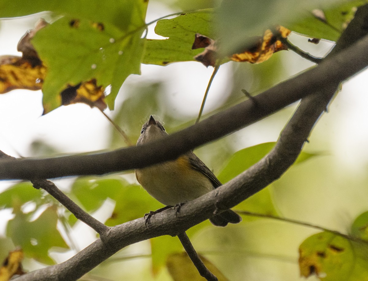 American Redstart - ML641985894