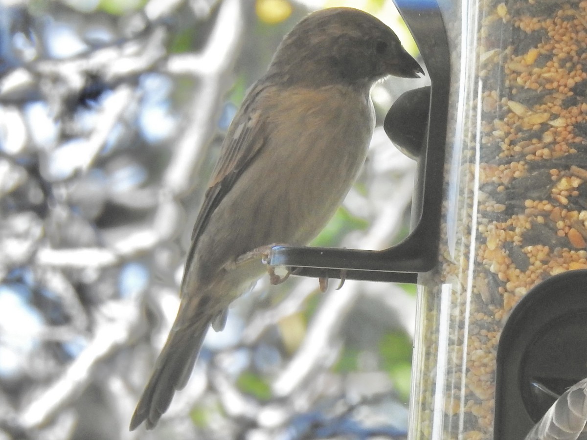 House Sparrow - ML641985898