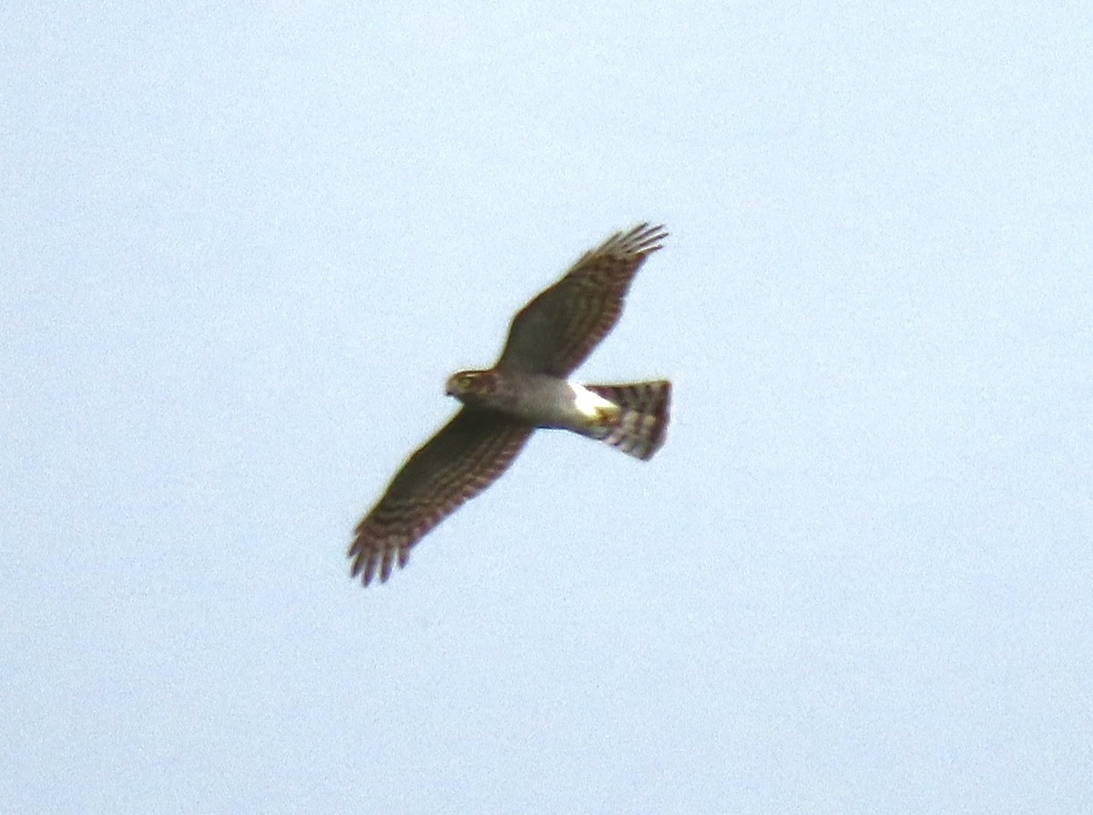 krahujec obecný - ML641985900