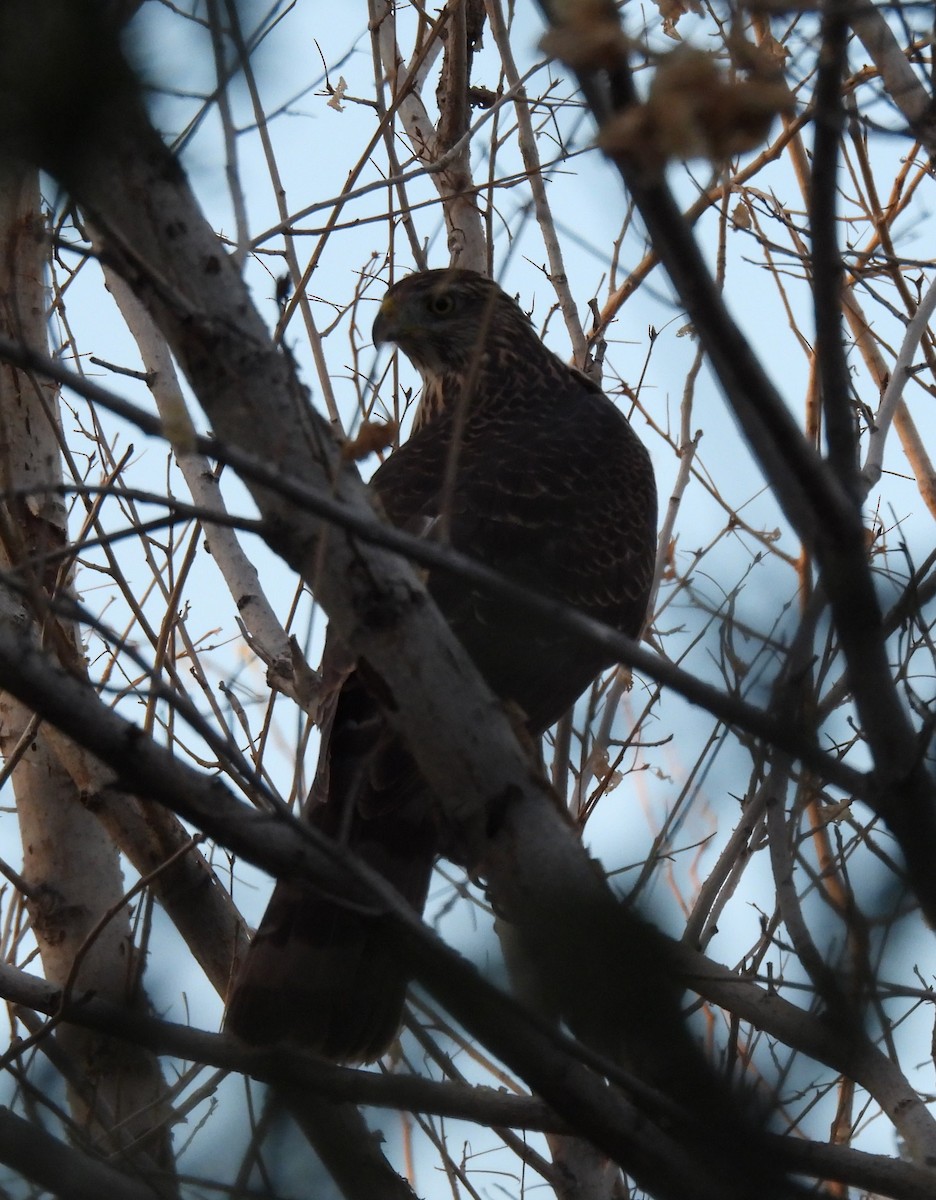 Cooper's Hawk - ML641985902