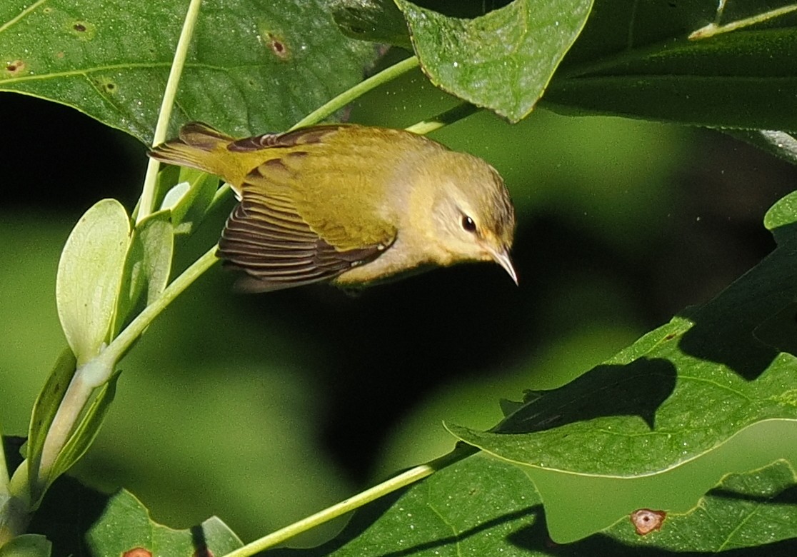 Tennessee Warbler - ML641985904