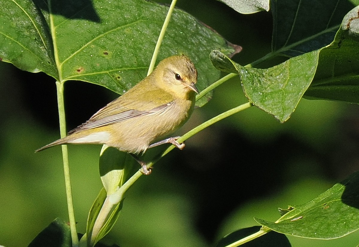 Tennessee Warbler - ML641985905