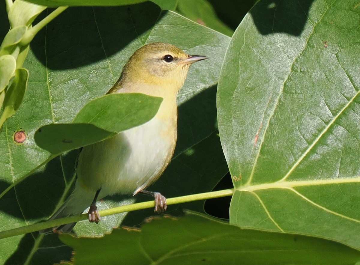 Tennessee Warbler - ML641985906