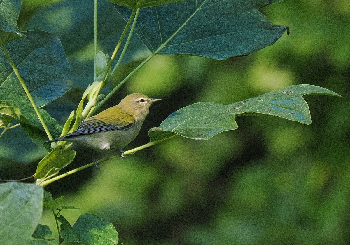 Tennessee Warbler - ML641985907