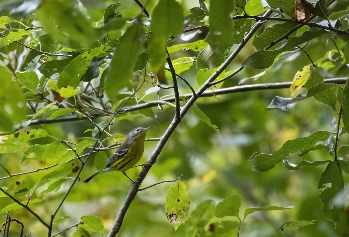 magnoliaparula - ML641985908