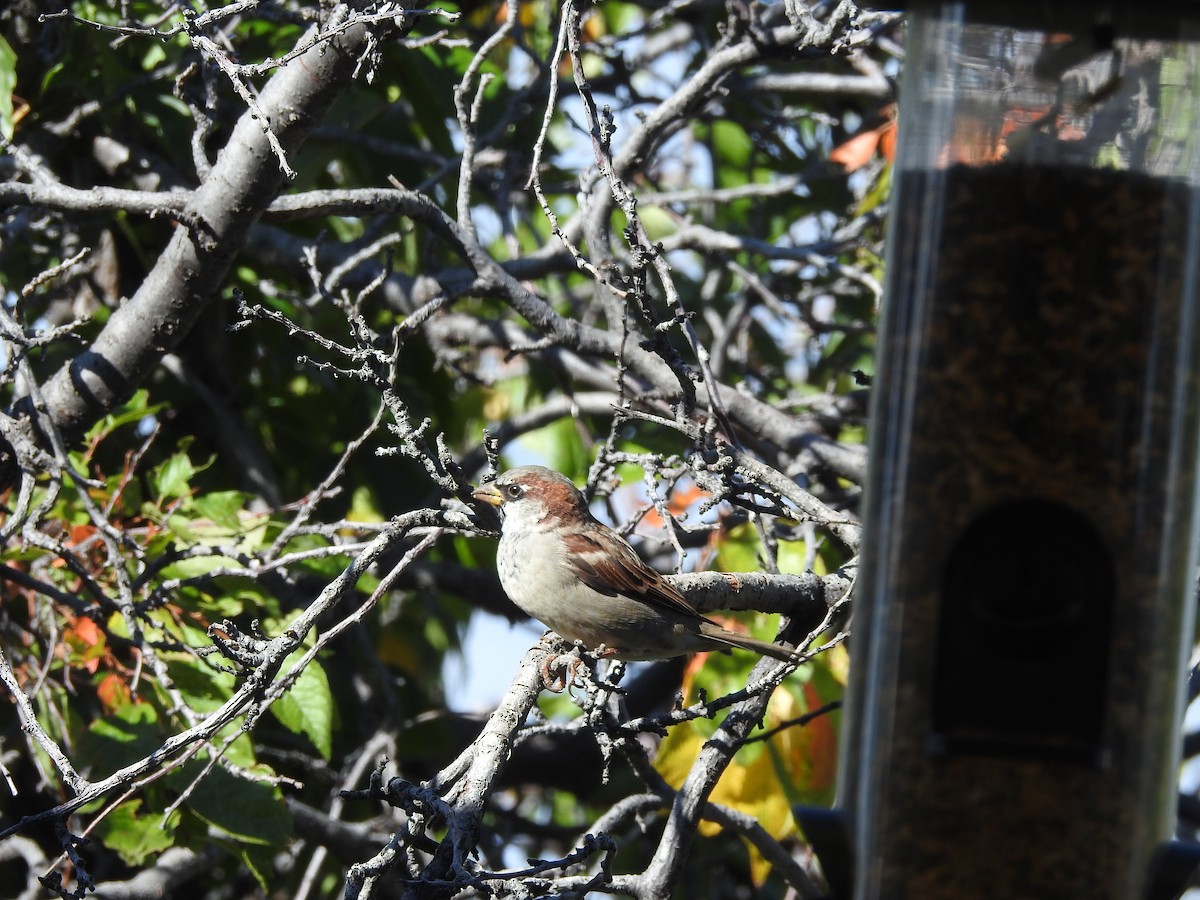 House Sparrow - ML641985920