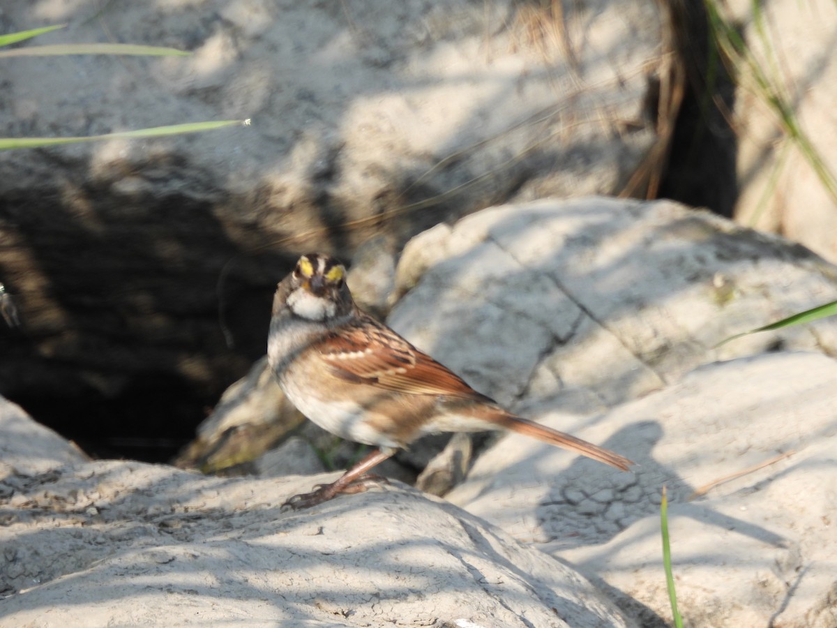 White-throated Sparrow - ML641985936