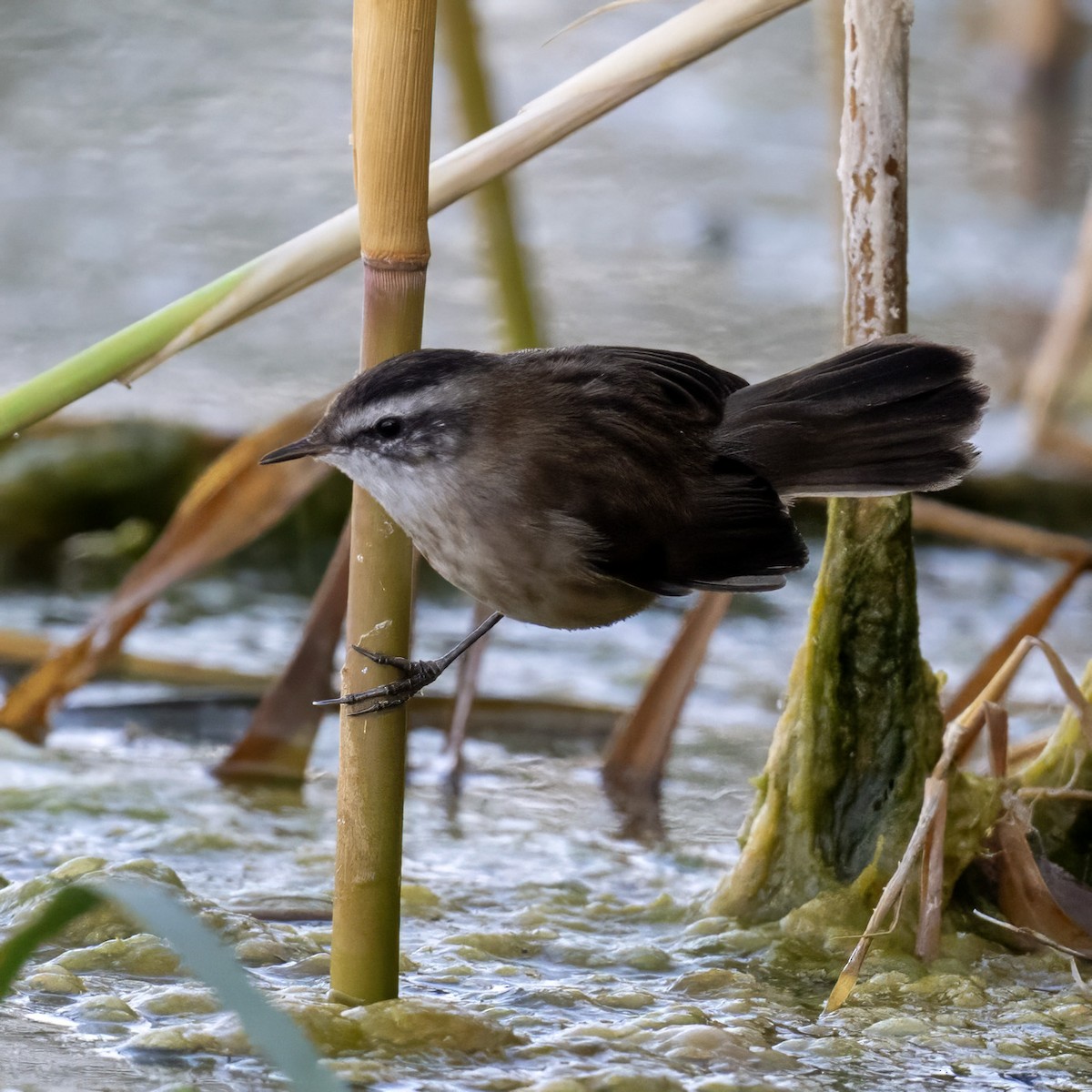 Moustached Warbler - ML641985943