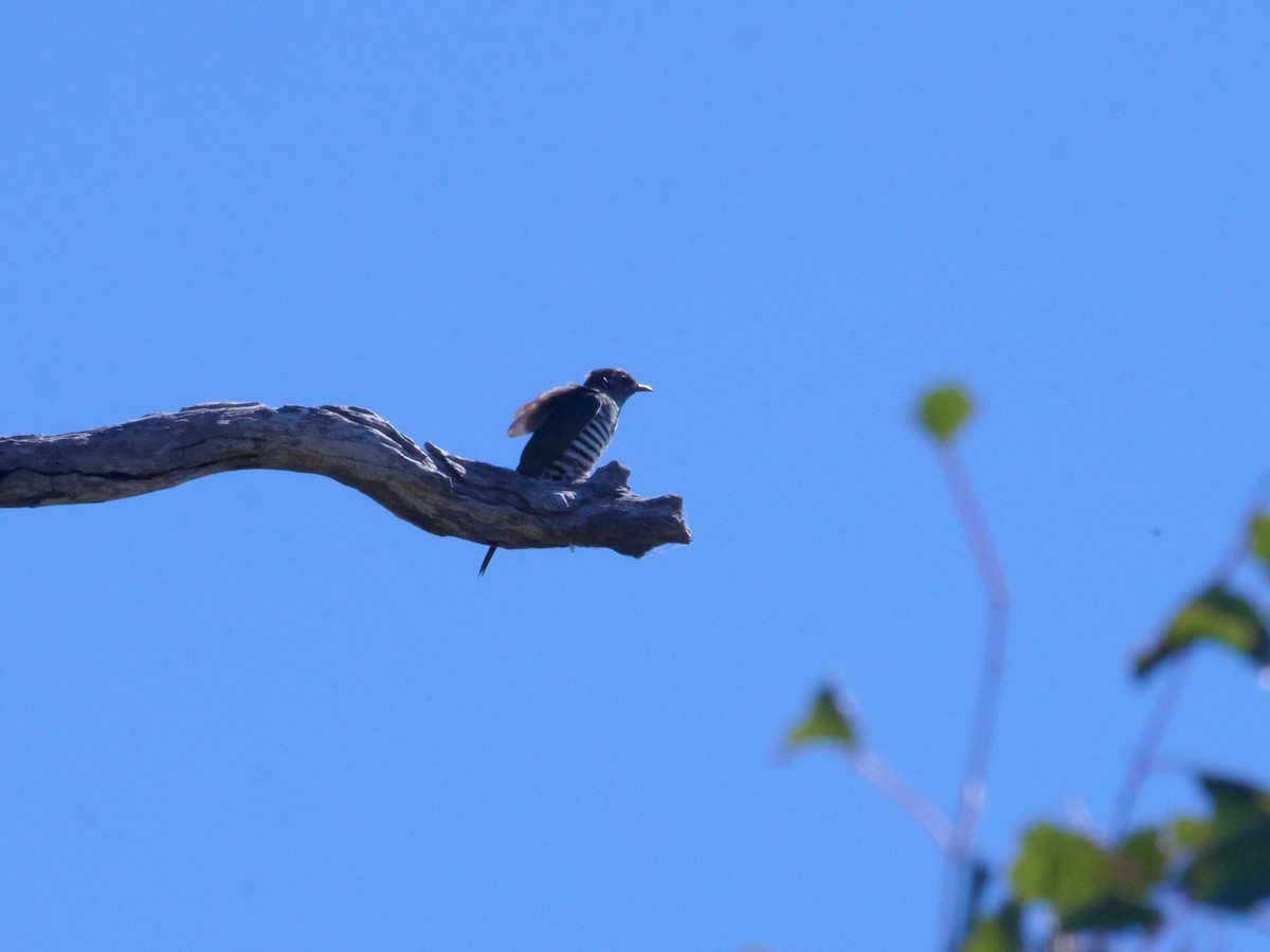 Shining Bronze-Cuckoo - ML641985946