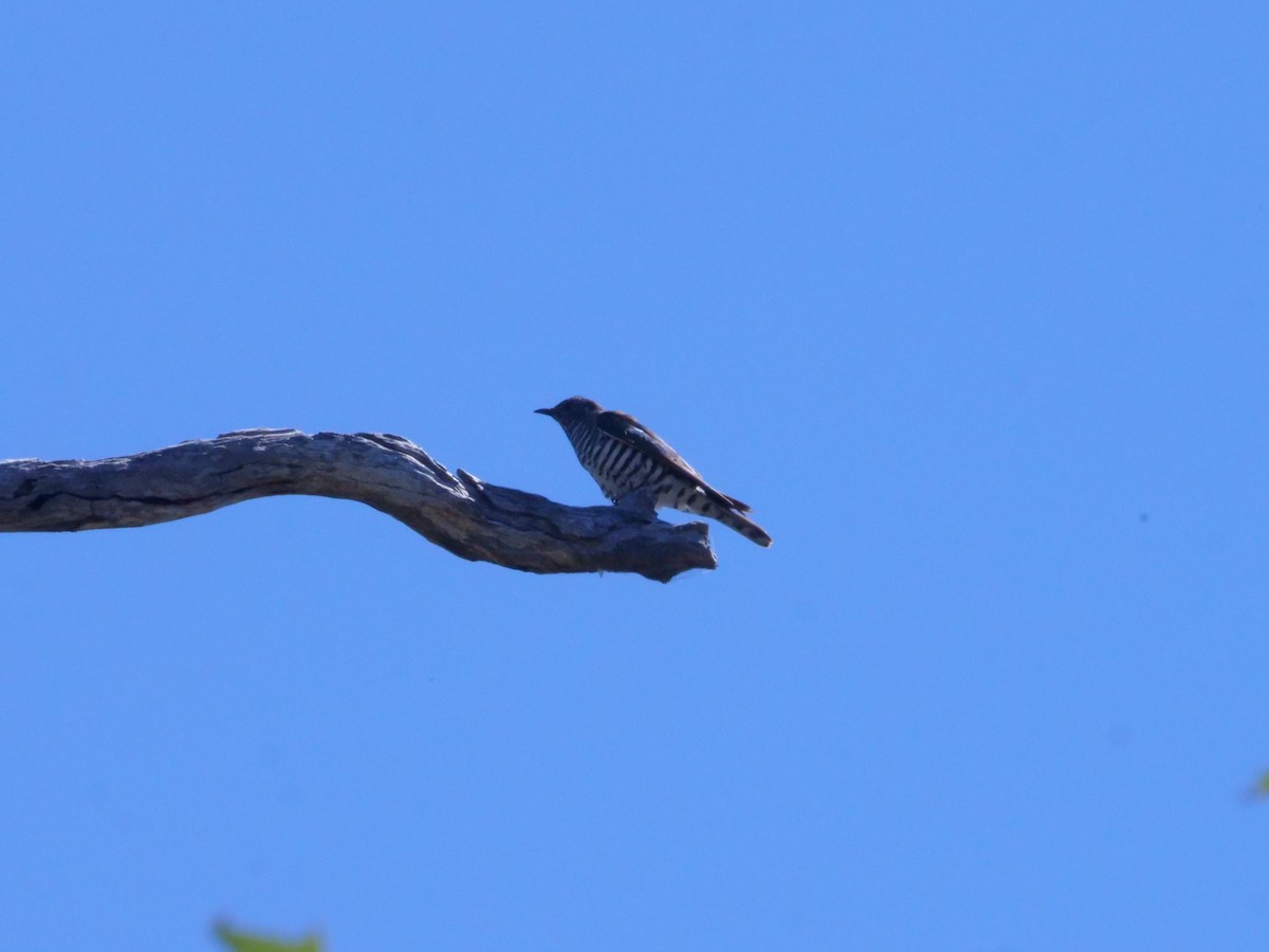 Shining Bronze-Cuckoo - ML641985947
