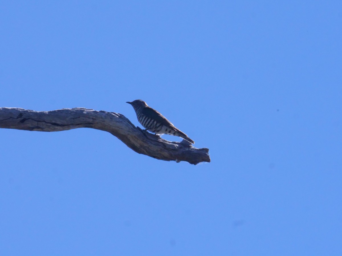 Shining Bronze-Cuckoo - ML641985949