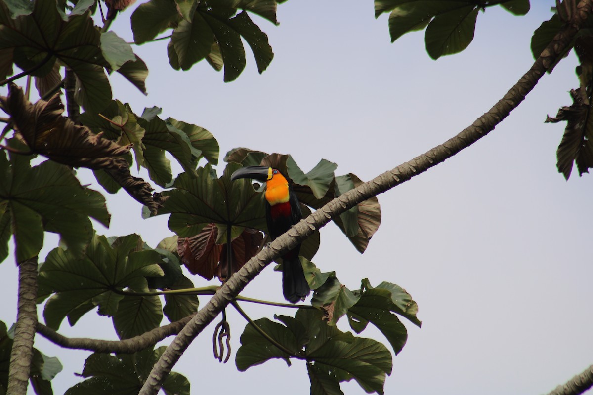 Channel-billed Toucan - ML641985956
