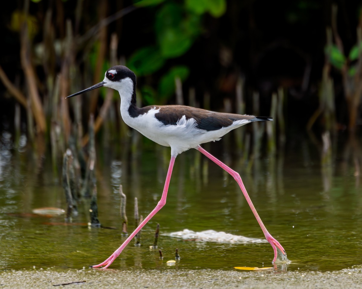 Black-necked Stilt - ML641985967
