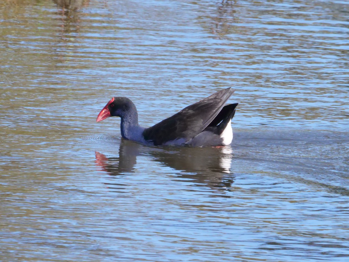 Australasian Swamphen - ML641985971