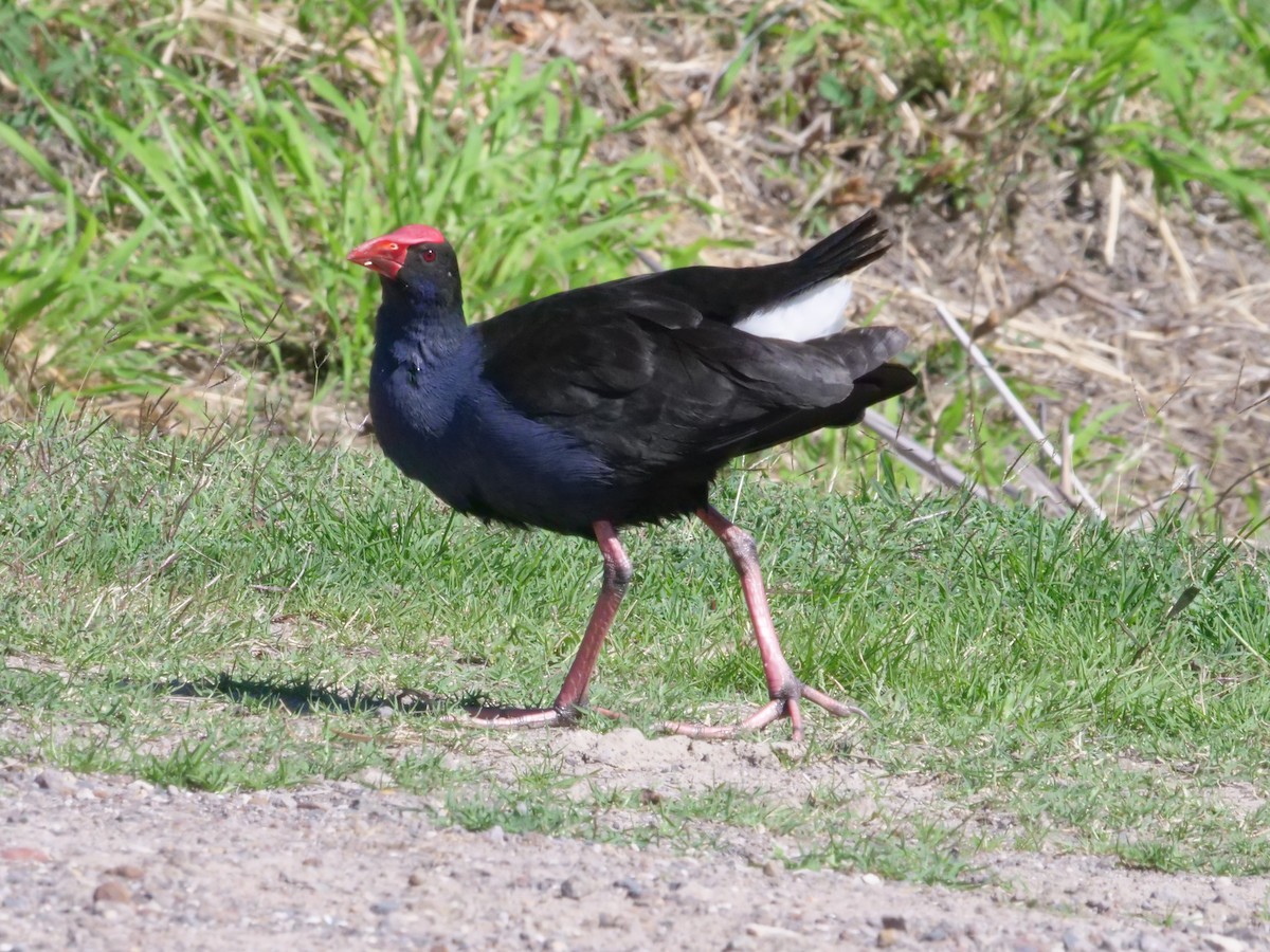 Australasian Swamphen - ML641985972