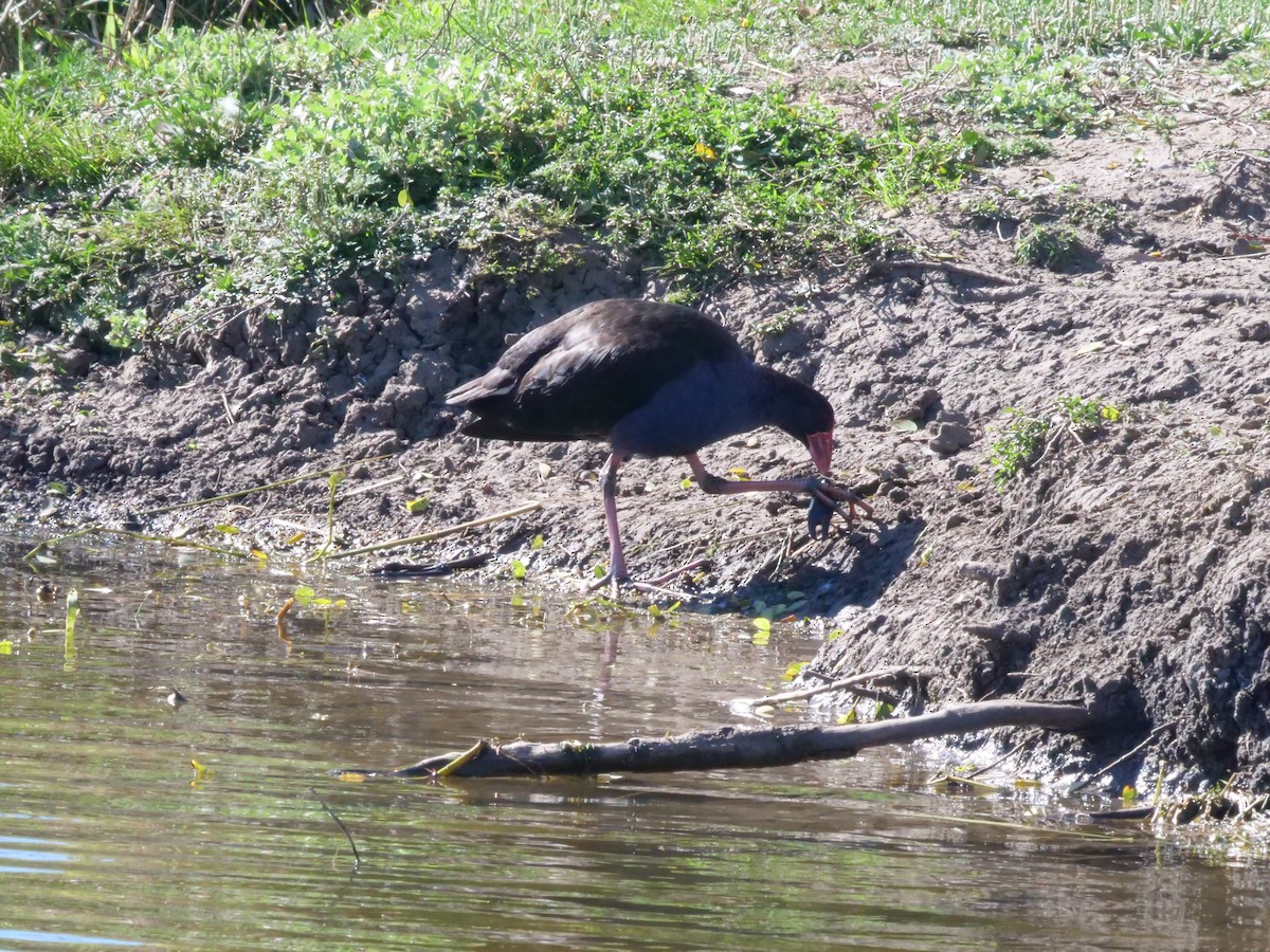 Australasian Swamphen - ML641985973