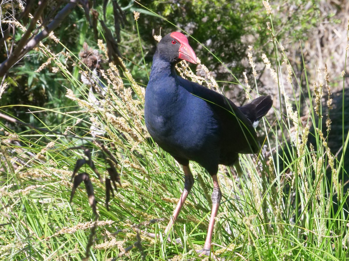 Australasian Swamphen - ML641985974