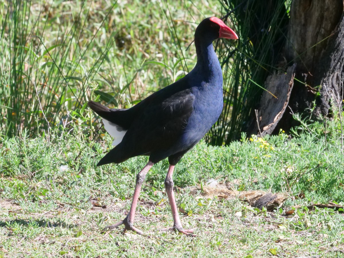 Australasian Swamphen - ML641985975