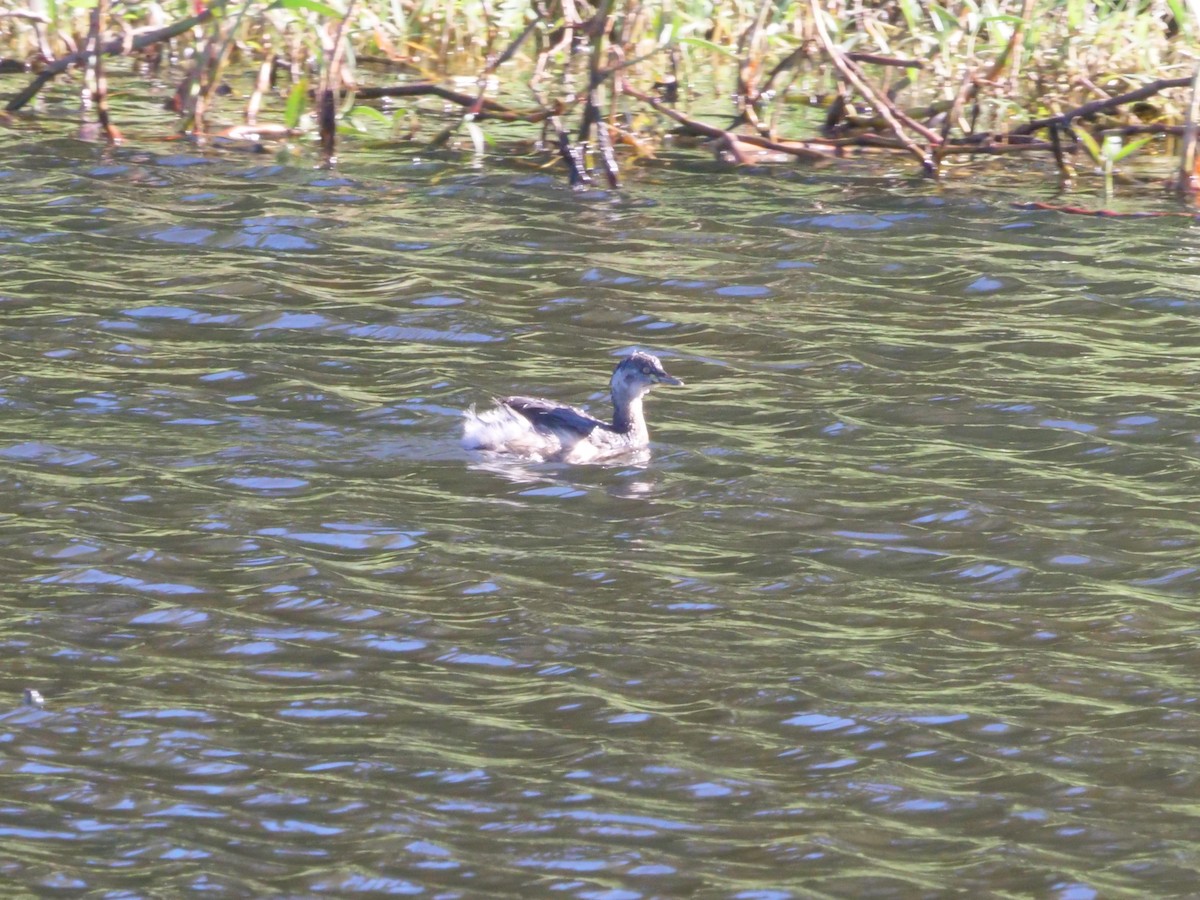 Australasian Grebe - ML641985977