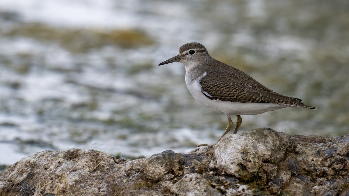 Common Sandpiper - ML641985999