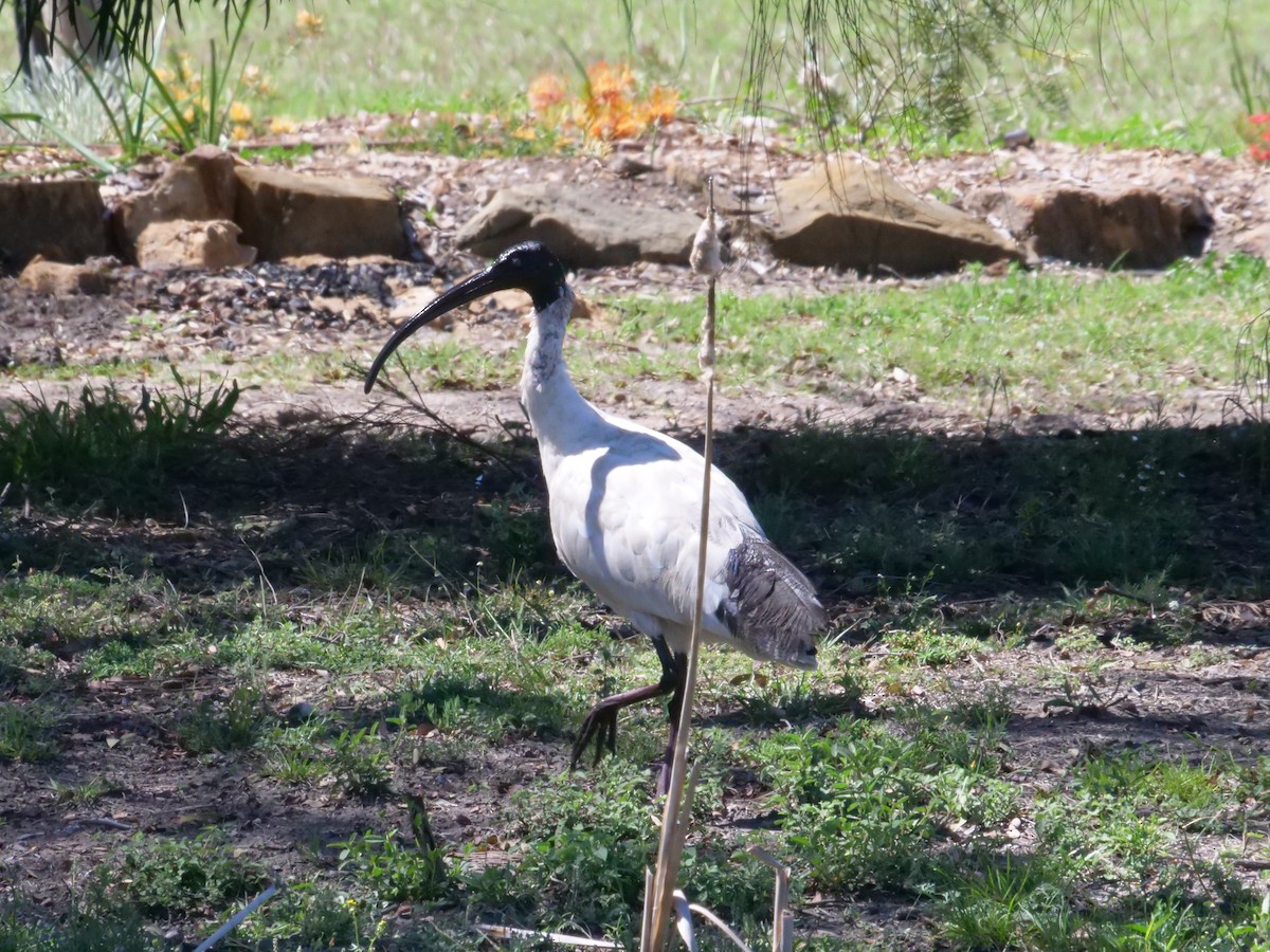 Australian Ibis - ML641986002