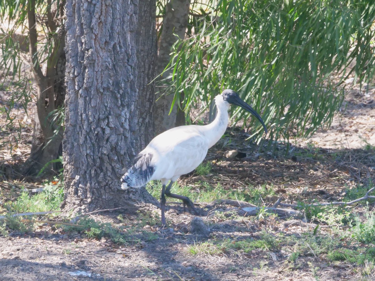 Australian Ibis - ML641986003