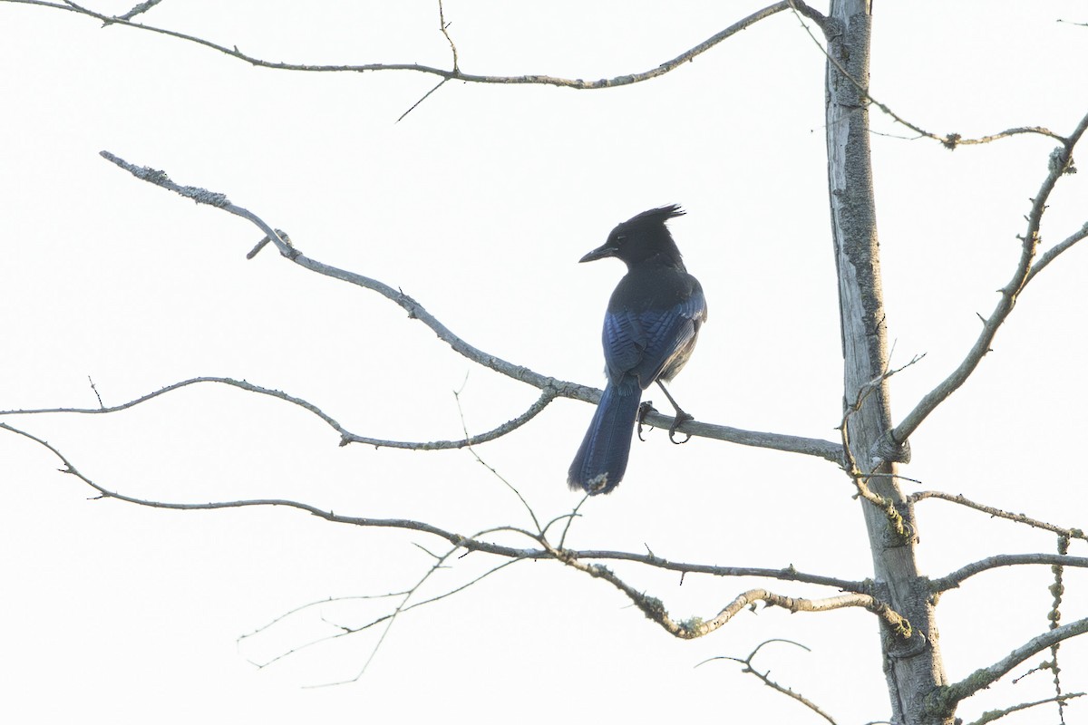 Steller's Jay - ML641986005