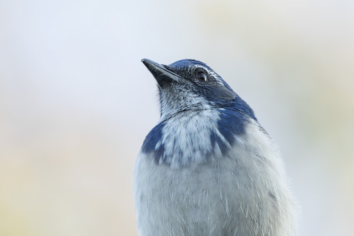 California Scrub-Jay - ML641986022