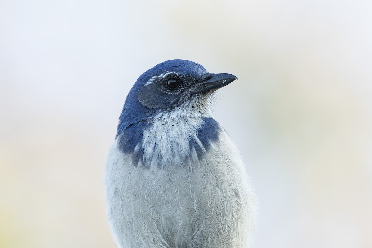 California Scrub-Jay - ML641986029