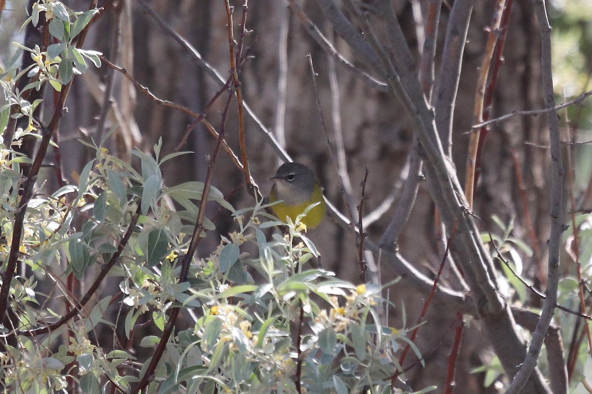 MacGillivray's Warbler - ML641986030
