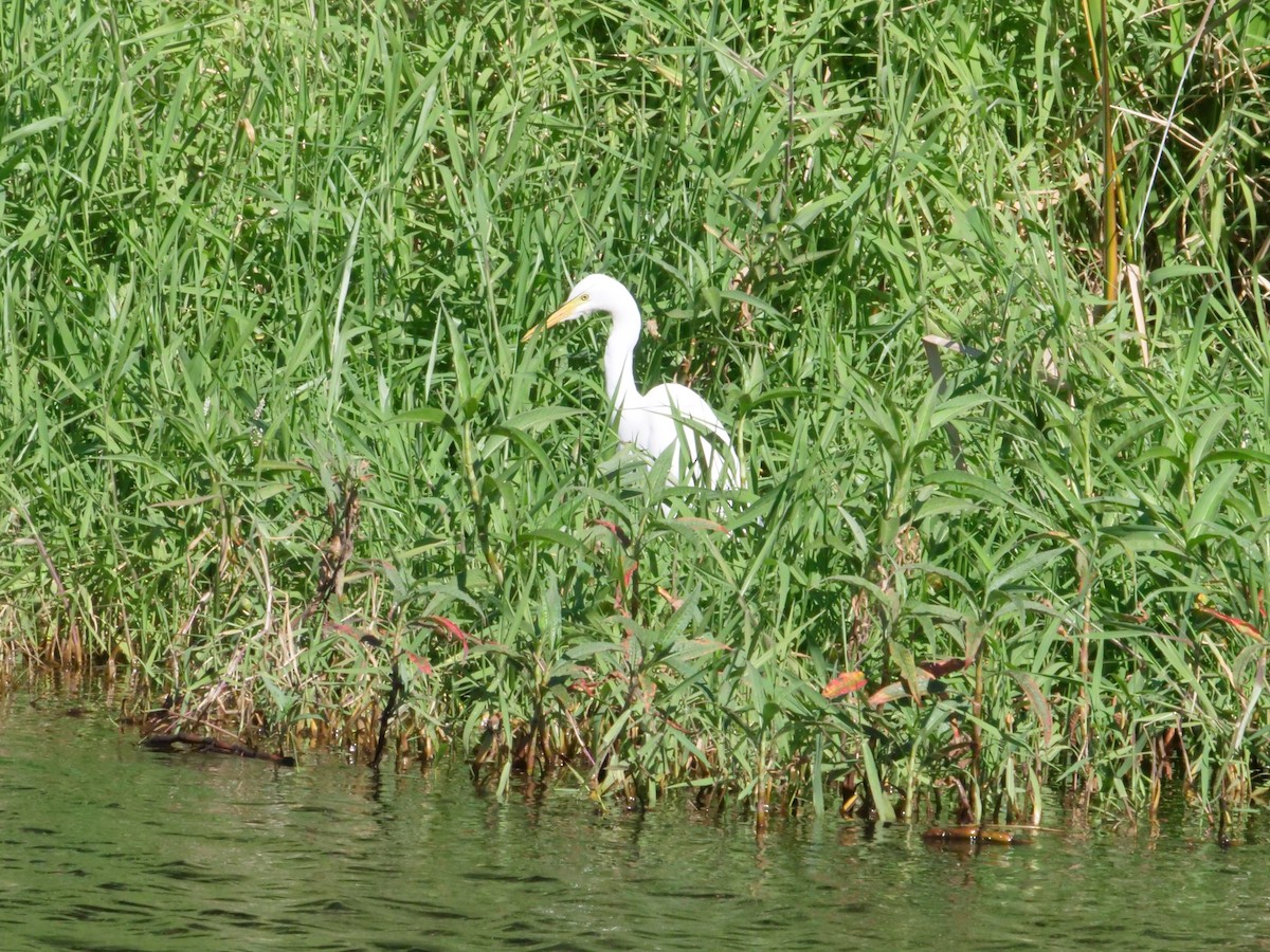 Plumed Egret - ML641986033