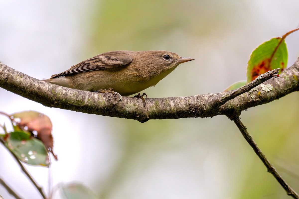 Pine Warbler - ML641986037