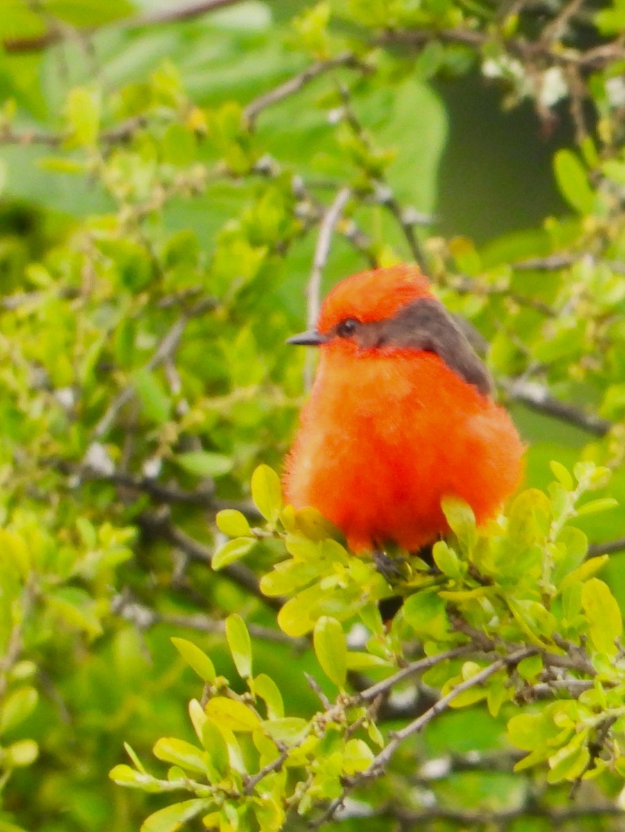 Vermilion Flycatcher - ML641986040
