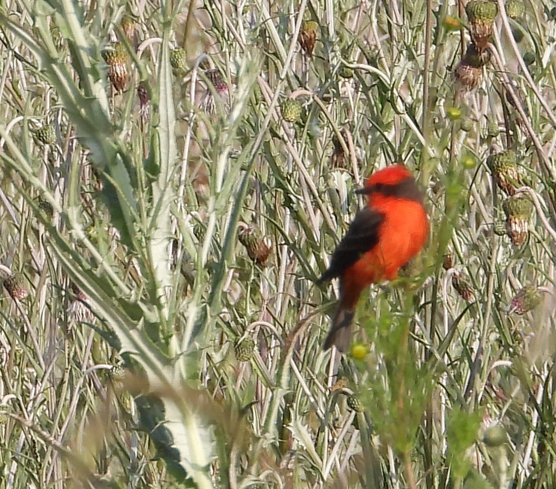 Vermilion Flycatcher - ML641986041