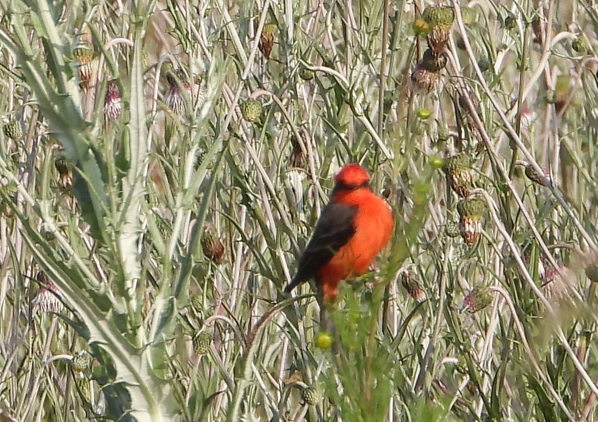 Vermilion Flycatcher - ML641986042