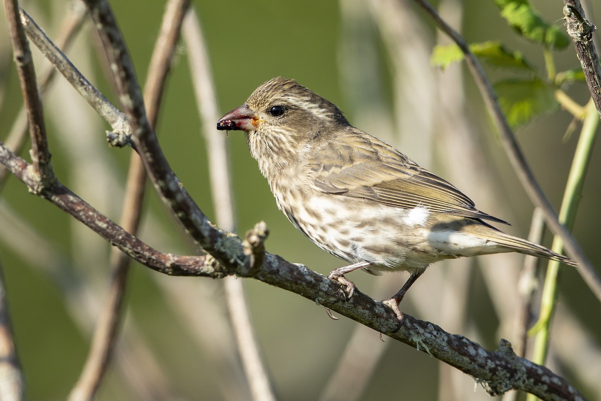 Purple Finch - ML641986055