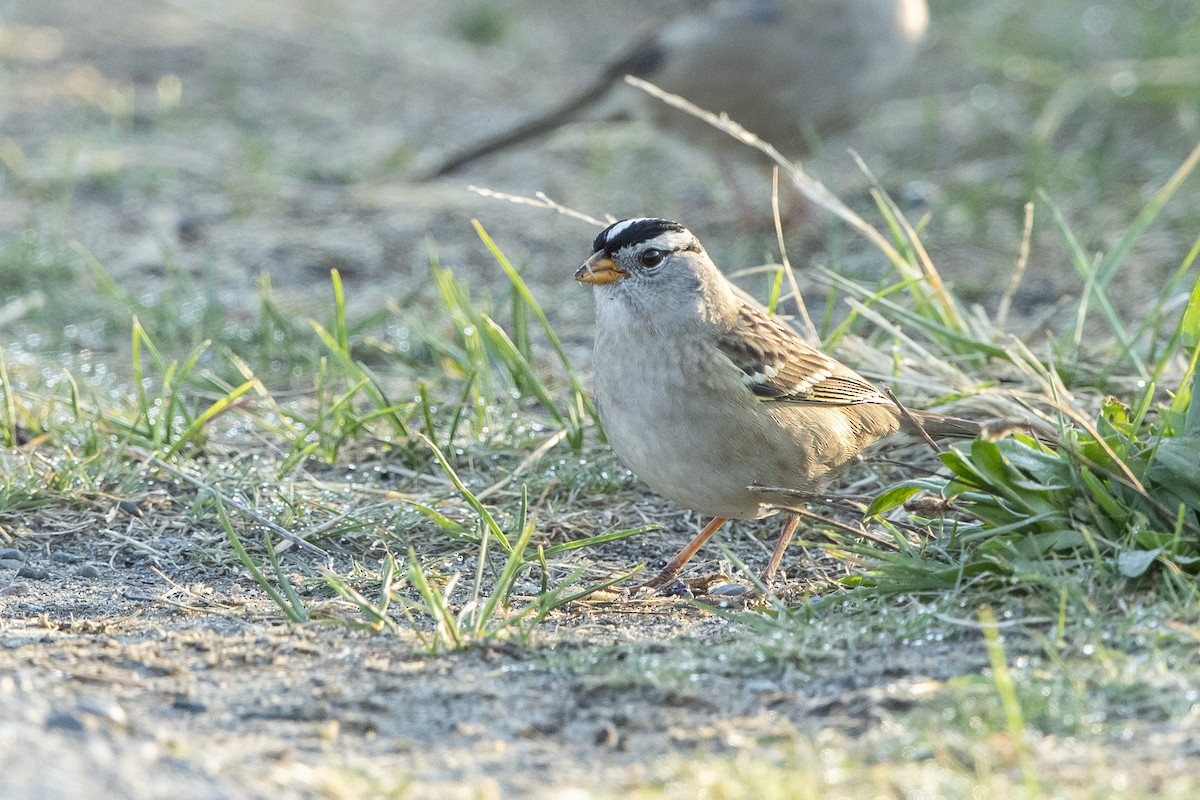 White-crowned Sparrow - ML641986065