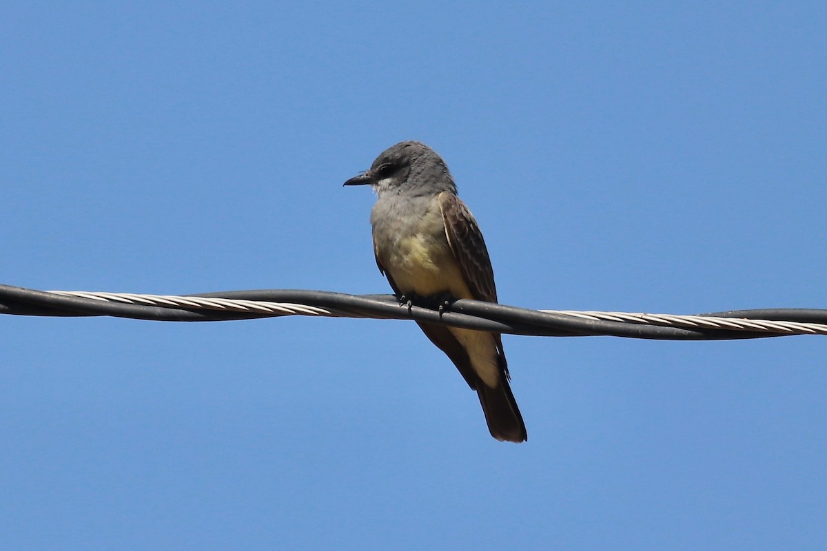 Cassin's Kingbird - ML641986067