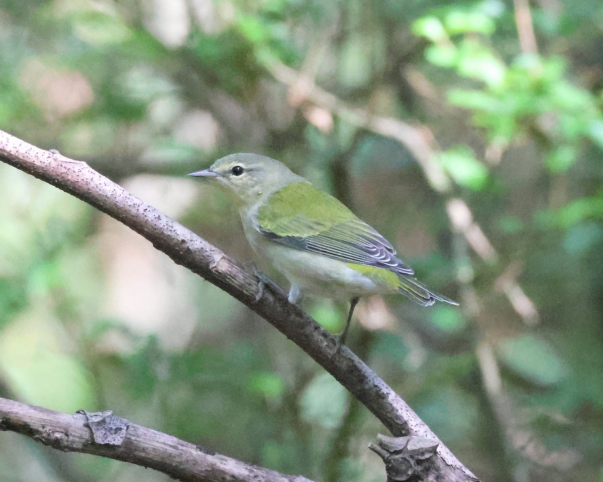 Tennessee Warbler - ML641986071