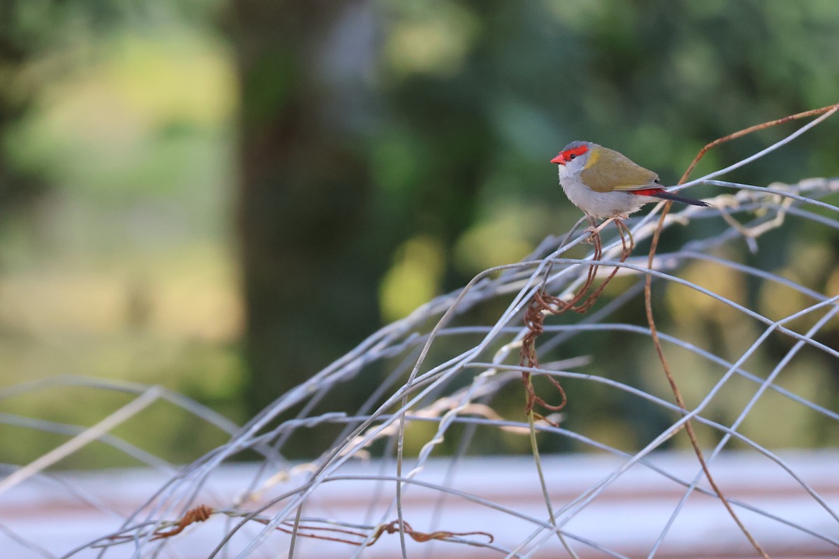 Red-browed Firetail - ML641986072