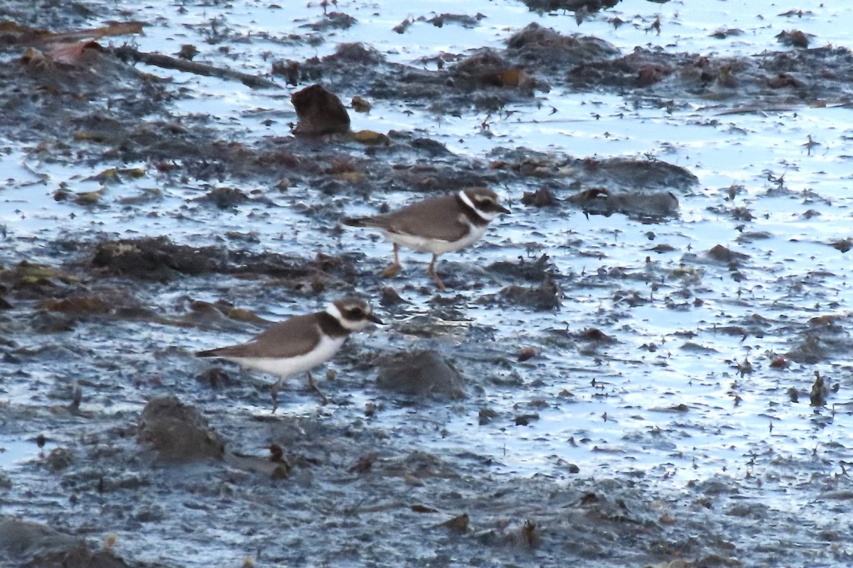 Common Ringed Plover - ML641986075