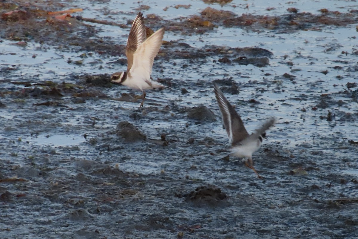 Common Ringed Plover - ML641986076