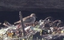 tanımsız küçük kumkuşu (Calidris sp.) - ML641986077