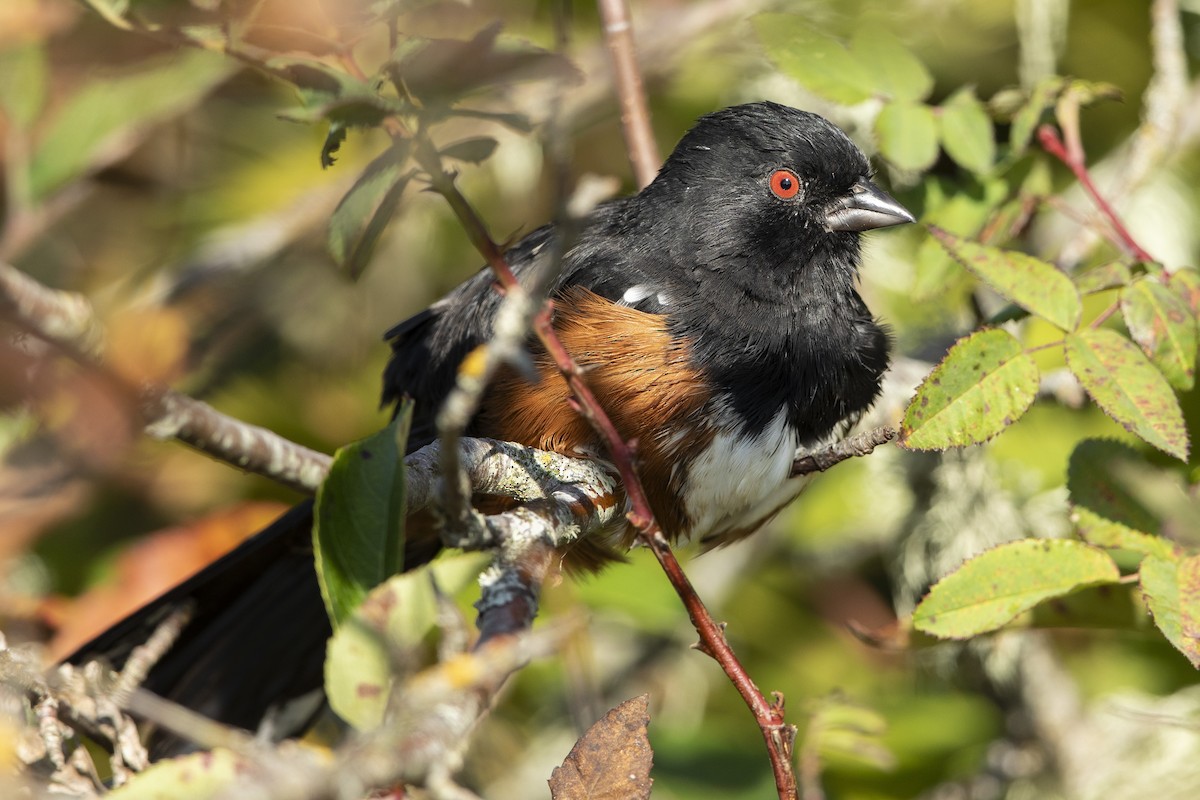 Spotted Towhee - ML641986078