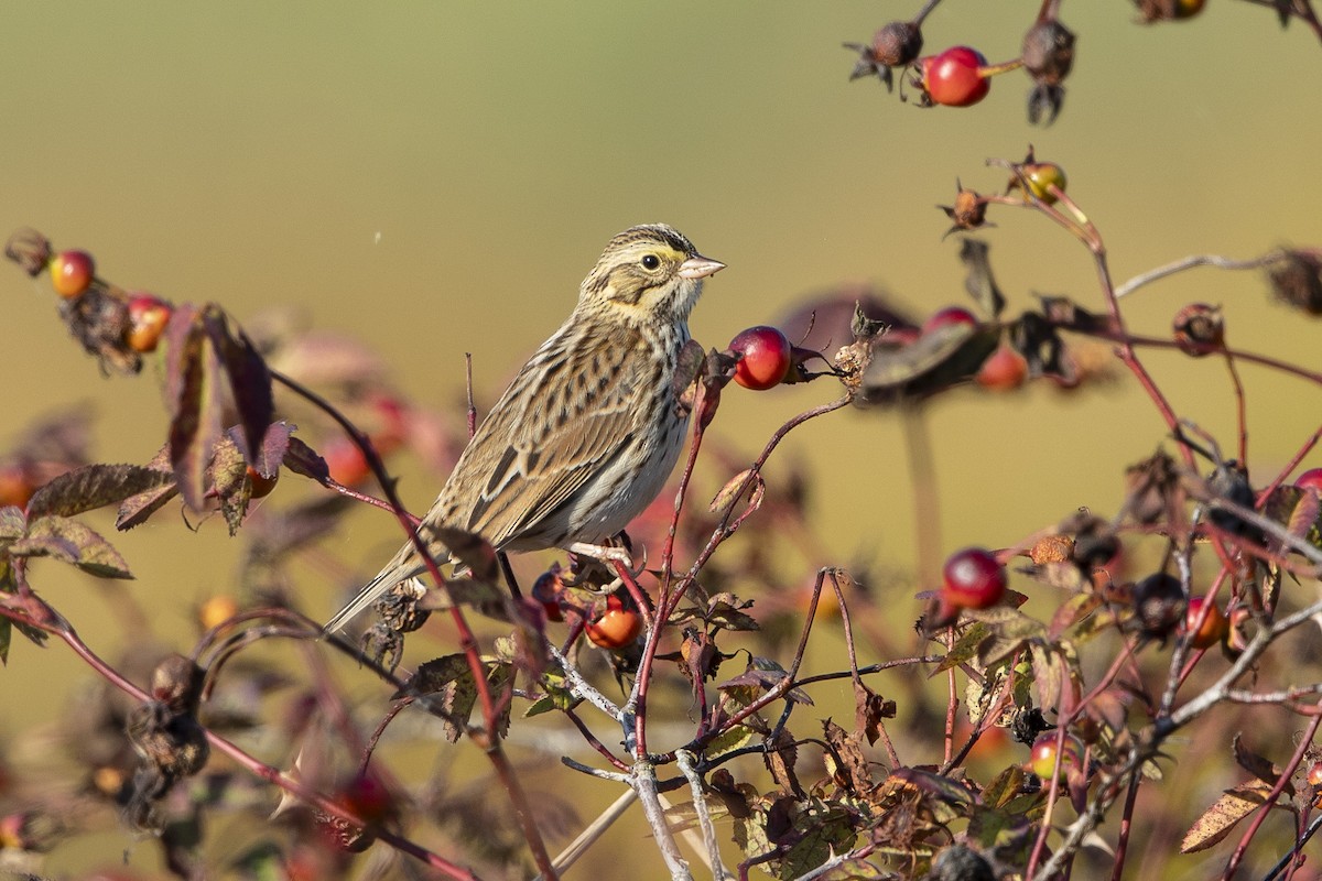 Savannah Sparrow - ML641986081