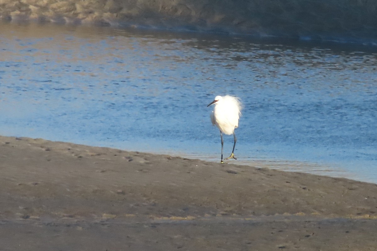 Little Egret - ML641986095