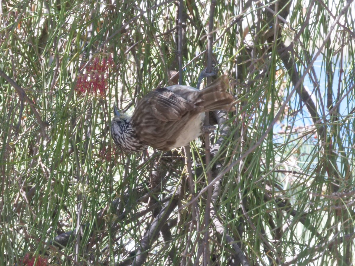 Striped Honeyeater - ML641986123