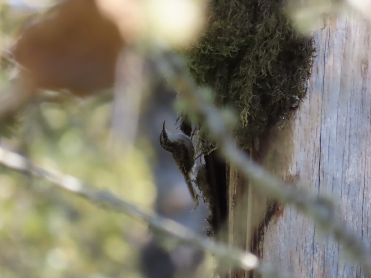 Brown Creeper - ML641986126