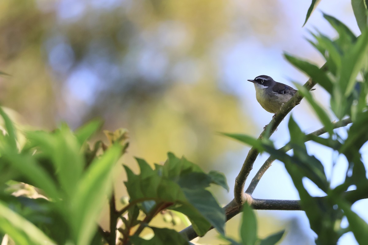 White-browed Scrubwren - ML641986131